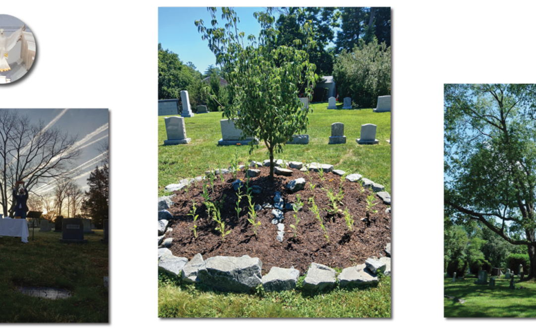 The Cherry Tree: How it Started